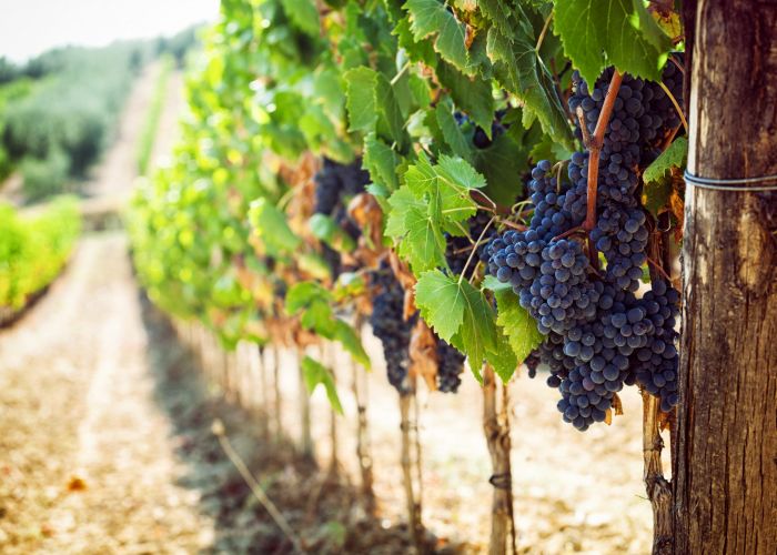 tuscan-vineyard-with-red-grapes
